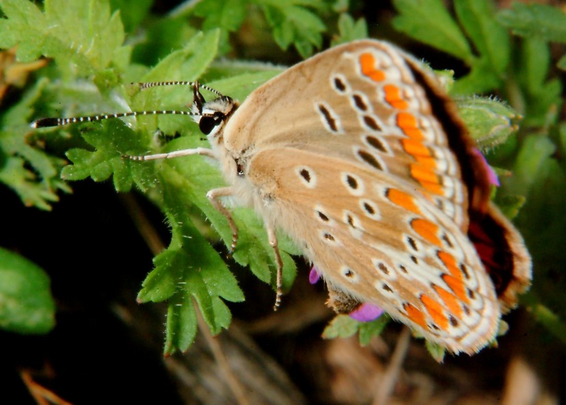 The acting butterfly